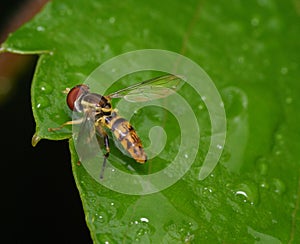 Maize calligrapher, Toxomerus politusÂ resting on a leaf after the rain.